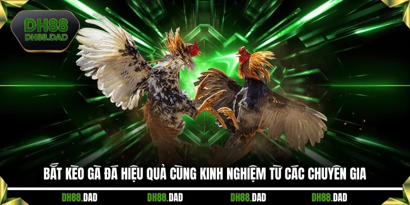Bắt Kèo Gà Đá Hiệu Quả Cùng Kinh Nghiệm Từ Các Chuyên Gia