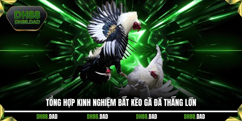 Tổng hợp kinh nghiệm bắt kèo gà đá thắng lớn